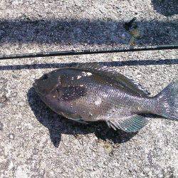 今季初グレ狙い！