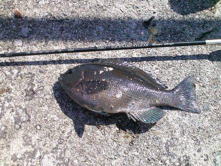 今季初グレ狙い！