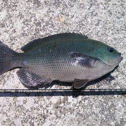 グレ30cm釣れました〜！