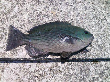 グレ30cm釣れました〜！