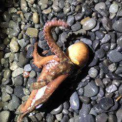 焼津新港　またまたアオリイカやヒラメが釣れちゃいました！