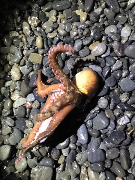 焼津新港　またまたアオリイカやヒラメが釣れちゃいました！