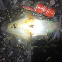 浜、湾内ともに連日アオリイカ、ヒラメ、モンゴウ、タコその他