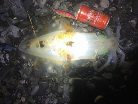 浜、湾内ともに連日アオリイカ、ヒラメ、モンゴウ、タコその他