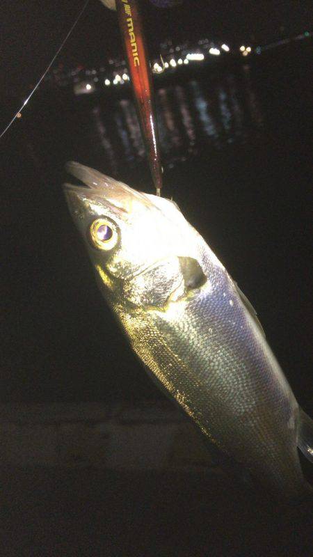 なかなか釣れない