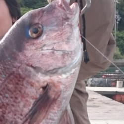 久し振りの海上釣堀