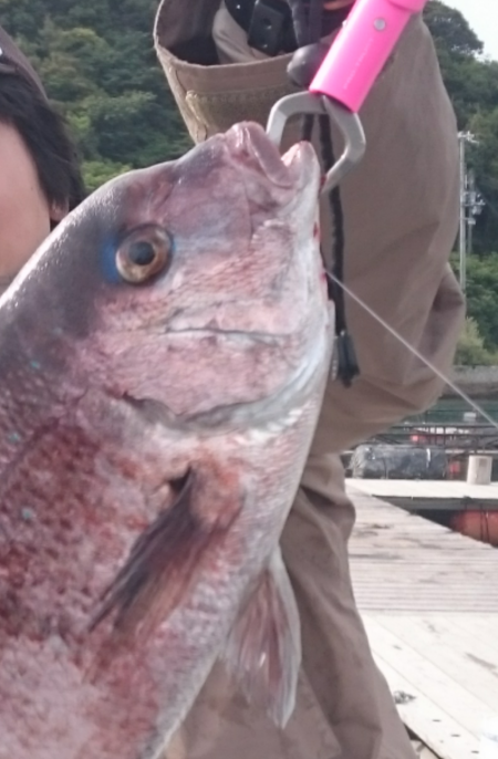 久し振りの海上釣堀