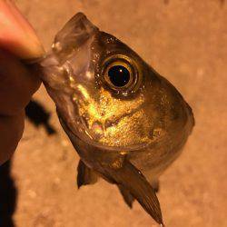 満月メバリング