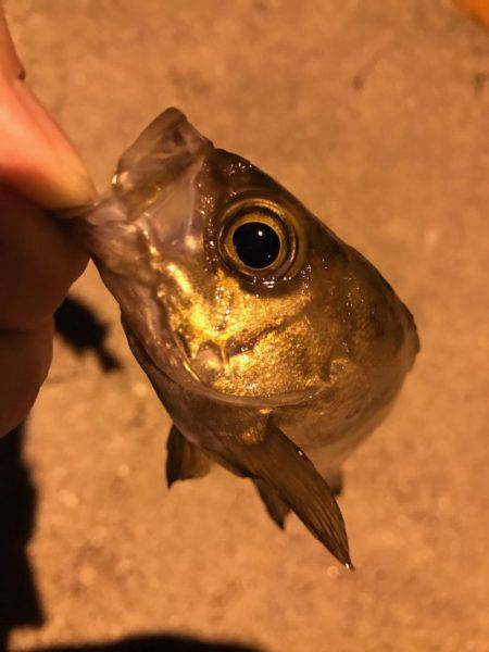 満月メバリング