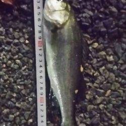 アジングチャレンジ!!