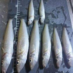 夕間づめのみの釣行