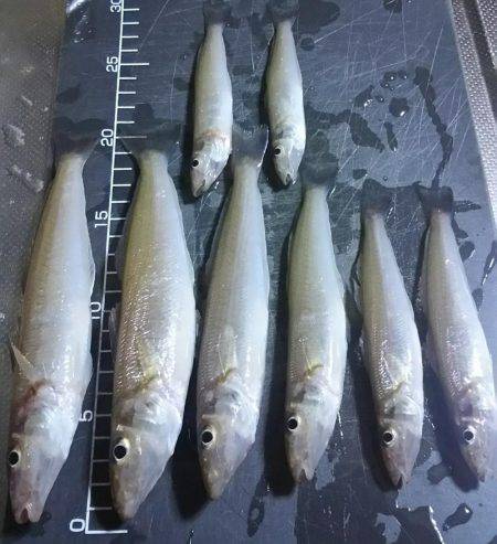 夕間づめのみの釣行