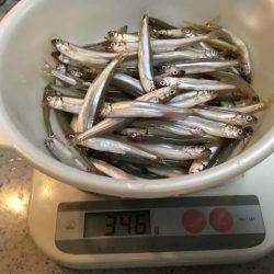 湖西のホンモロコ&コアユ釣り