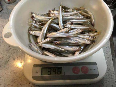 湖西のホンモロコ&コアユ釣り