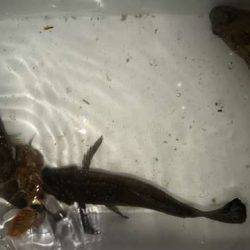 テクトロマスター？