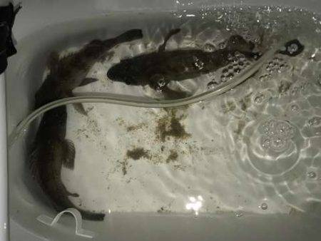 サーフメバリング