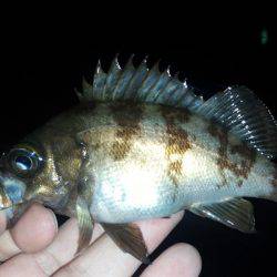 メバリング～！！