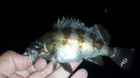 メバリング～！！