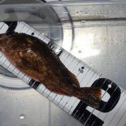 マイボートエギング