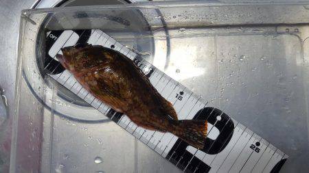 マイボートエギング