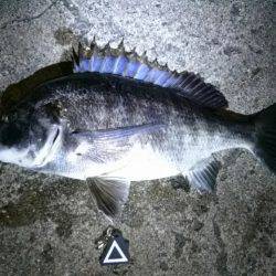 デイ&ナイトでチヌ