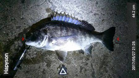 デイ&ナイトでチヌ