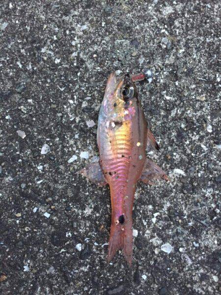 久々に海南方面へ