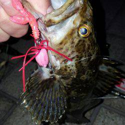 ロックロックこんばんわ‼