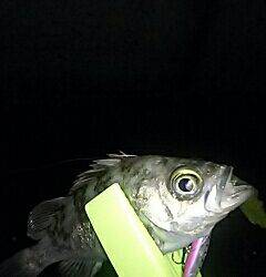 GWプレッシャー高いなぁ