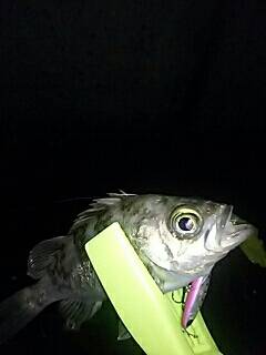 GWプレッシャー高いなぁ