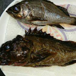 ガシラ＆メバル狙い