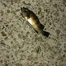 連休最終日に…