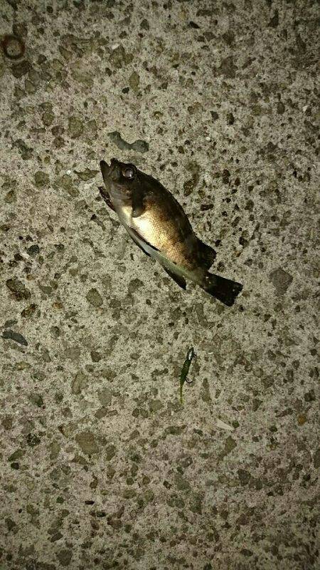 連休最終日に…