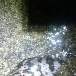 雨にもまけず。