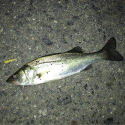 メバリング ツ抜け!