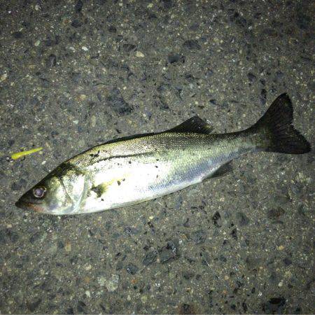 メバリング ツ抜け!