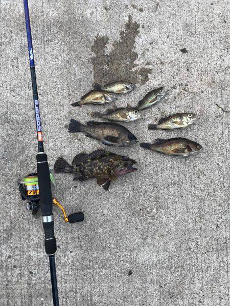 メバルの活性上がってきた。