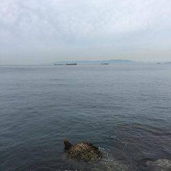 青物不発    タチ1