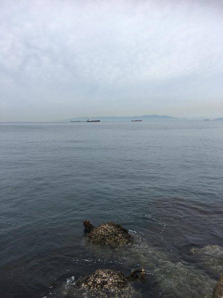 青物不発    タチ1