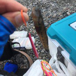 色々釣れました