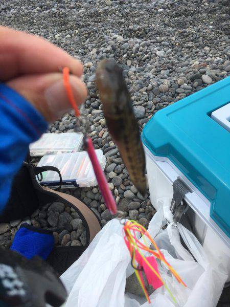 色々釣れました