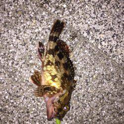 GW初日メバリング