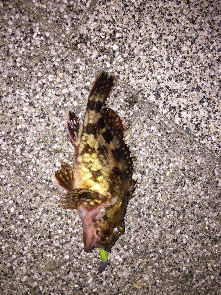 GW初日メバリング