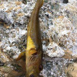 ロックフィッシュ