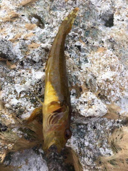 ロックフィッシュ