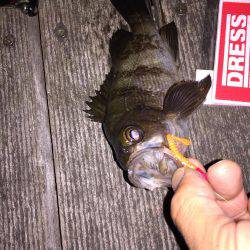 GWメバリング2日目!