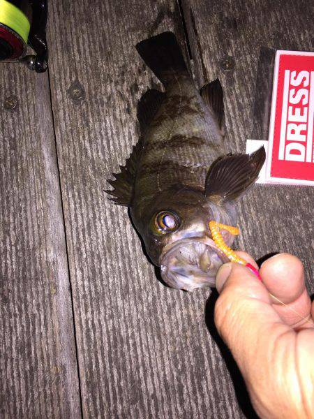 GWメバリング2日目!