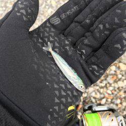 大里松原海岸 連日時化ているけど、エソだけは裏切らない