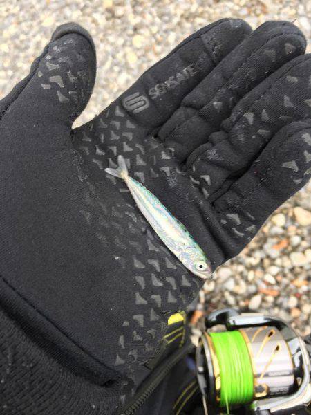 大里松原海岸 連日時化ているけど、エソだけは裏切らない