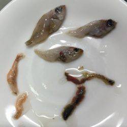 メバリング好調です